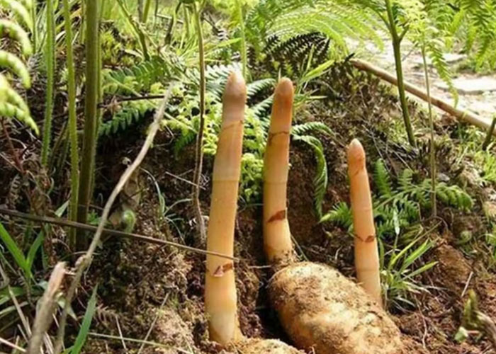 每日认识一味中药材——天麻
